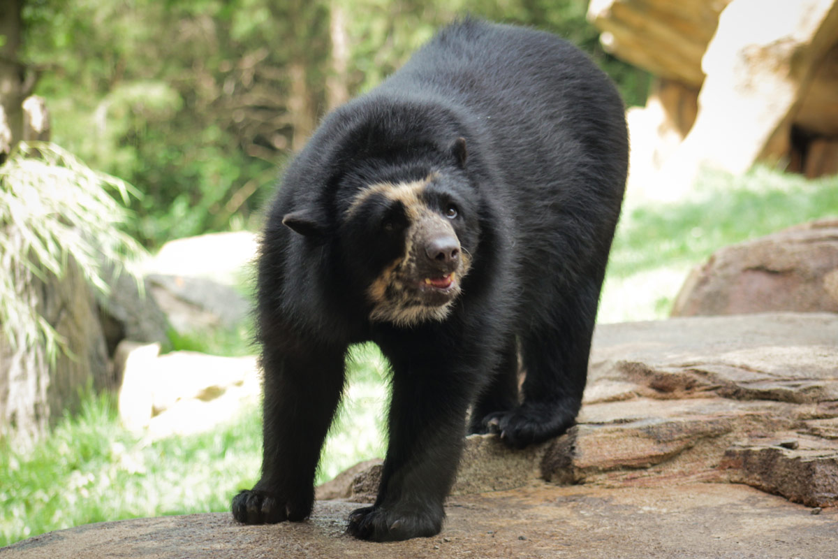 Andean Bear